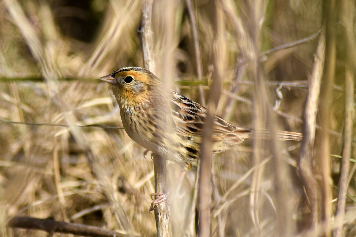 gråørespurv - ML647078138