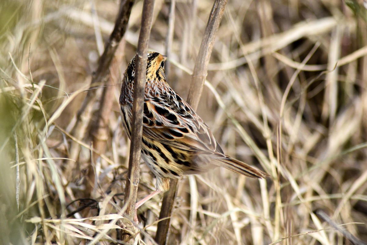 gråørespurv - ML647078139