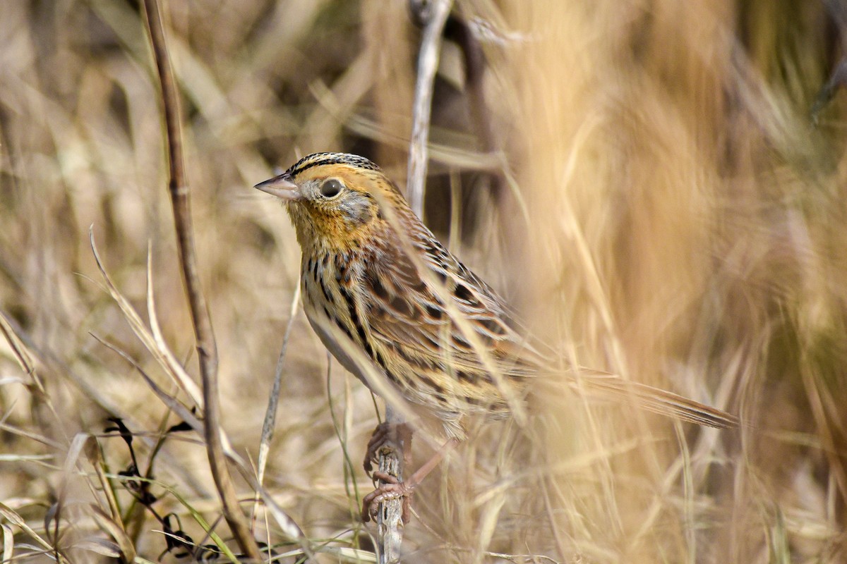 gråørespurv - ML647078140