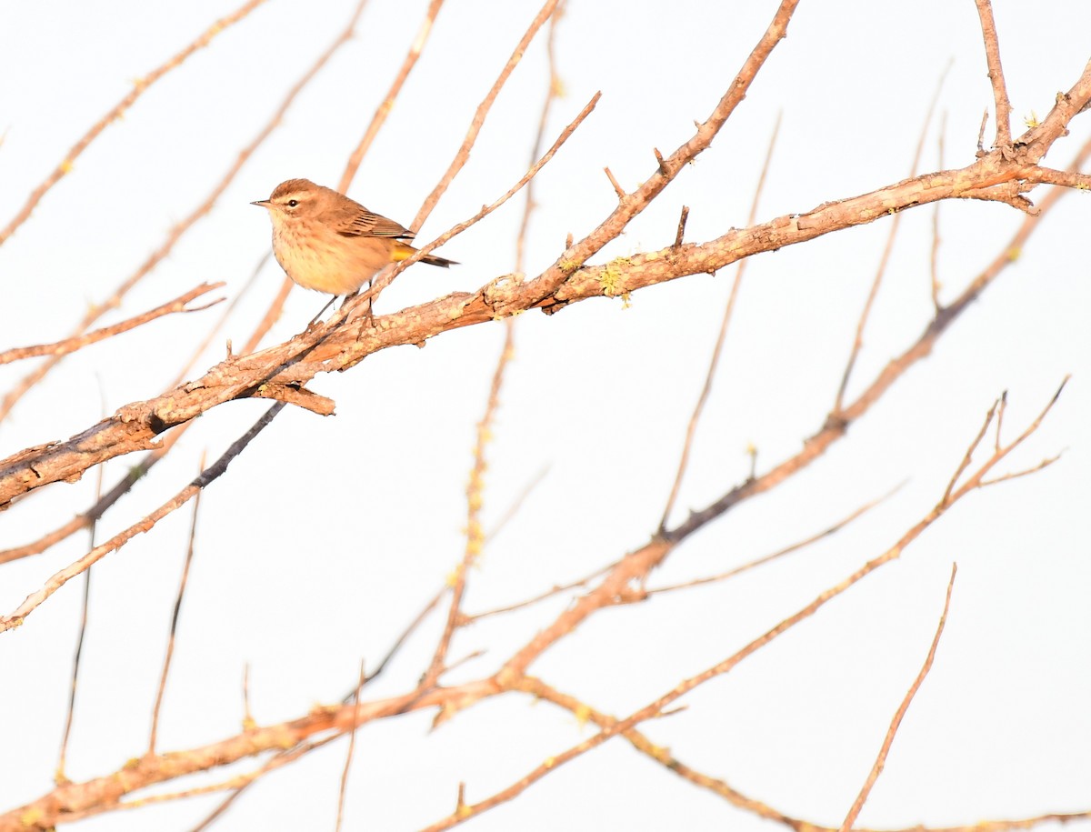 furuparula - ML647078141