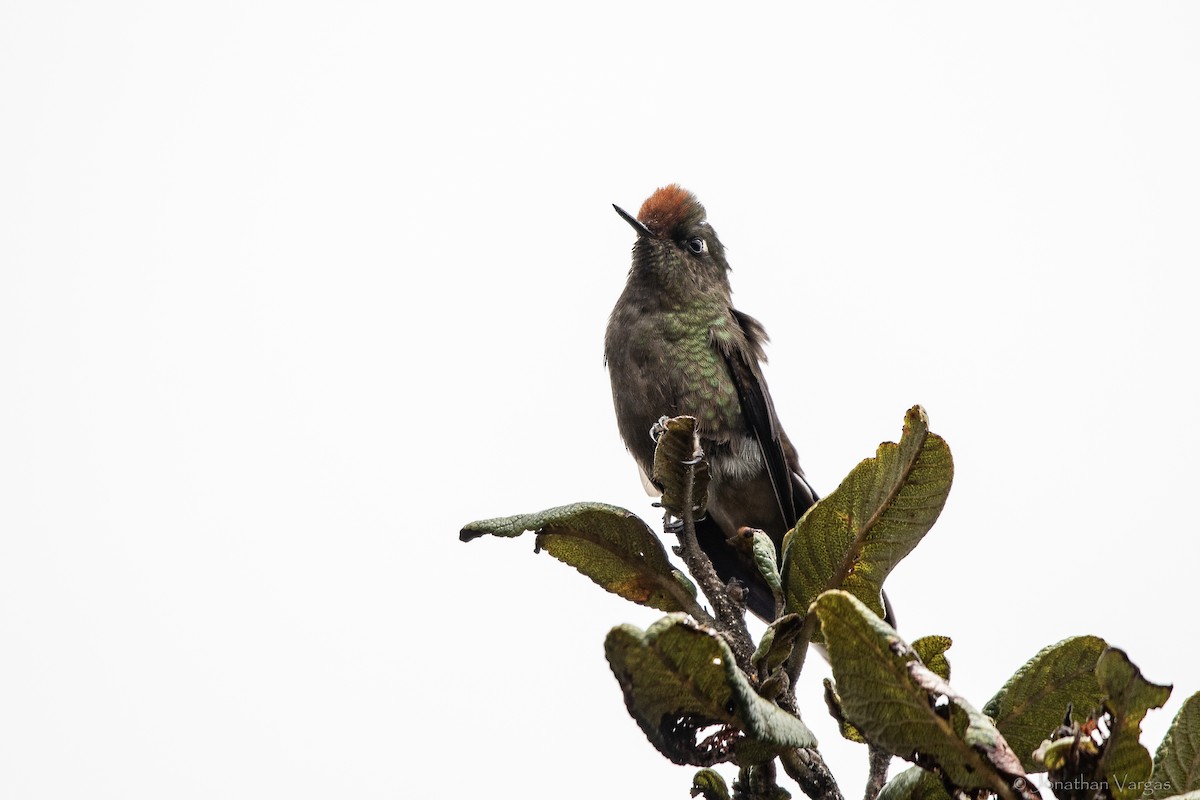 ニジイロコバシハチドリ - ML647078142