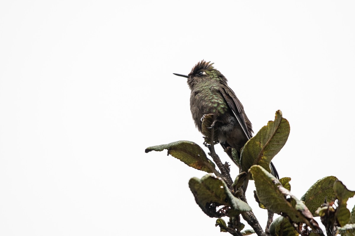 ニジイロコバシハチドリ - ML647078143