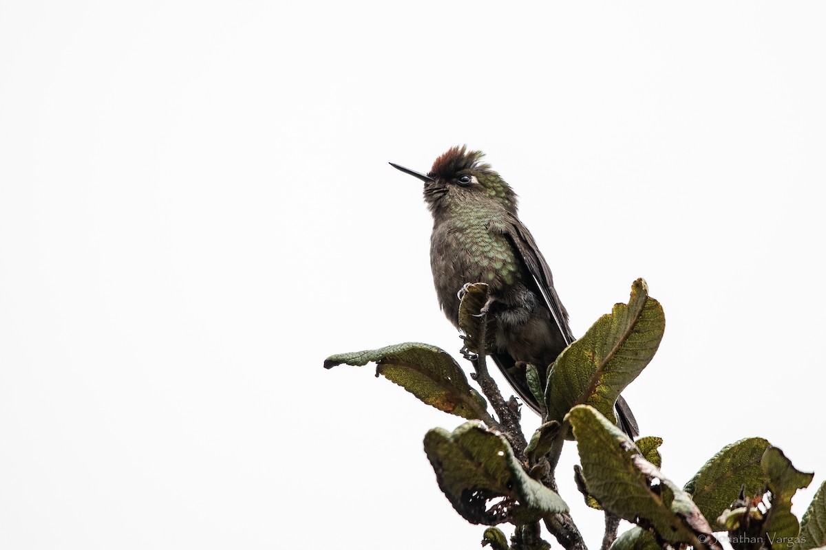 ニジイロコバシハチドリ - ML647078145