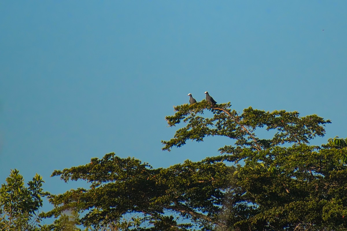 シロボウシバト - ML647078148