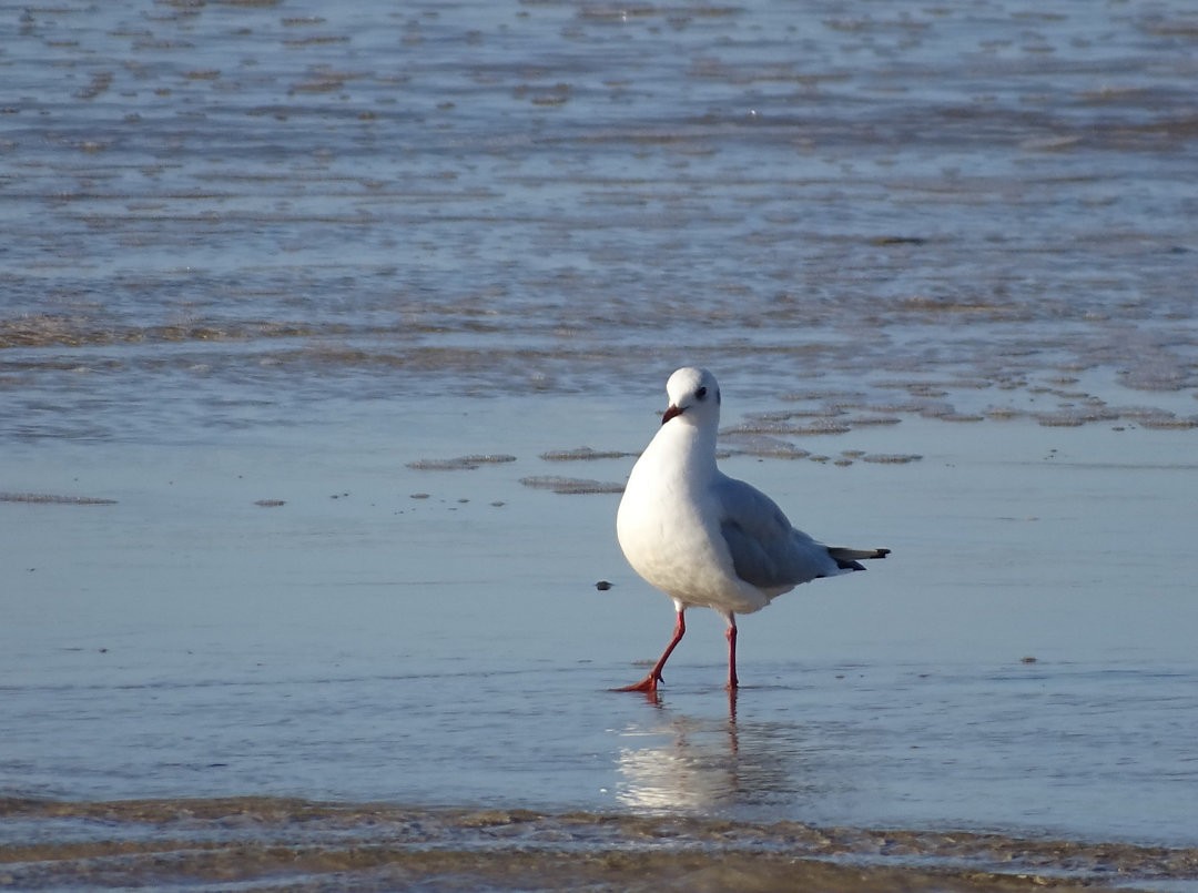 ミナミユリカモメ - ML647078150