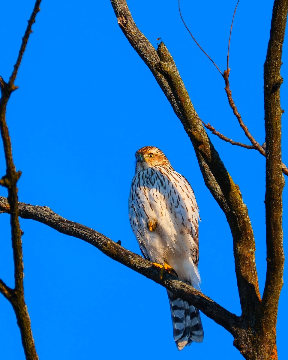 クーパーハイタカ - ML647078152