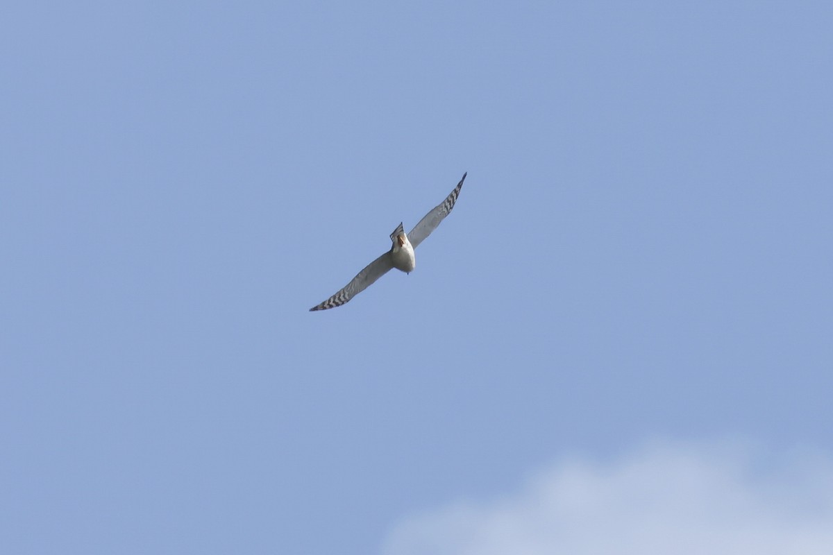 ハイタカ - ML647078157