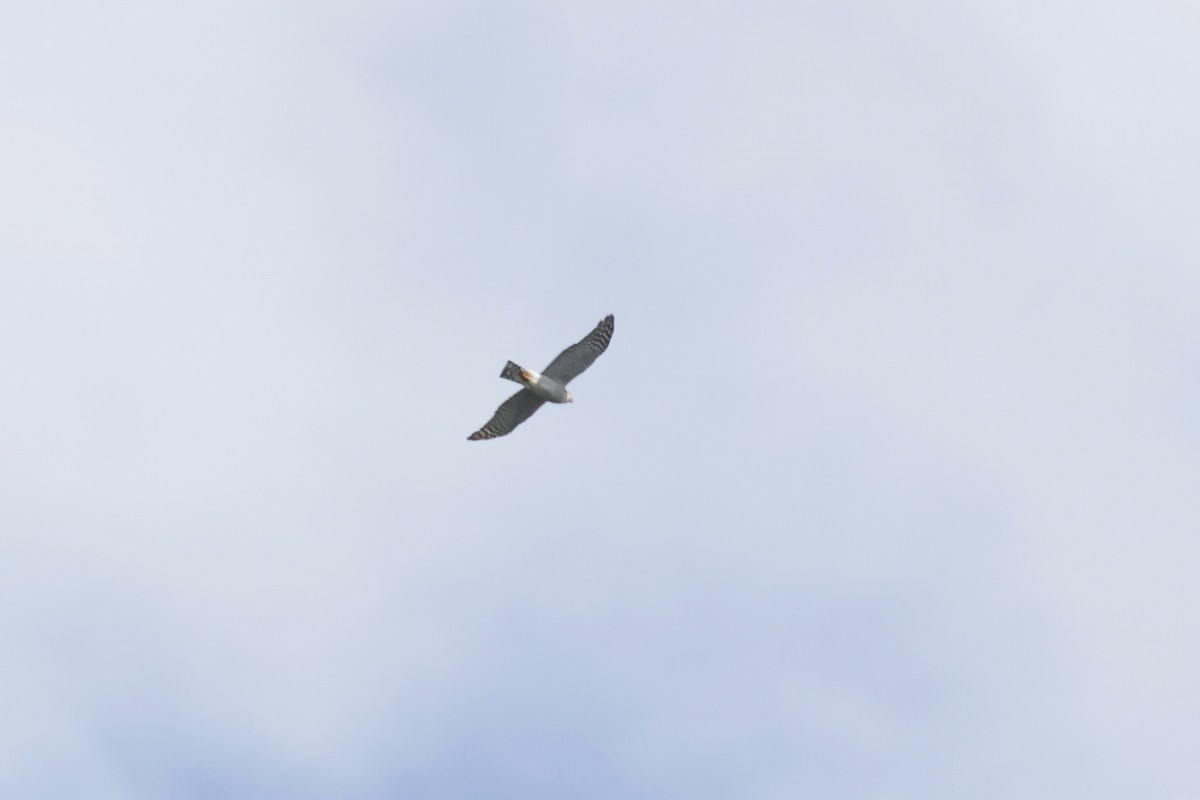 ハイタカ - ML647078158