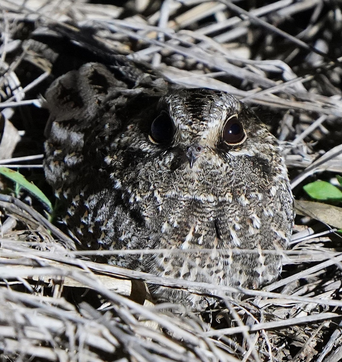 カマバネヨタカ - ML647078161