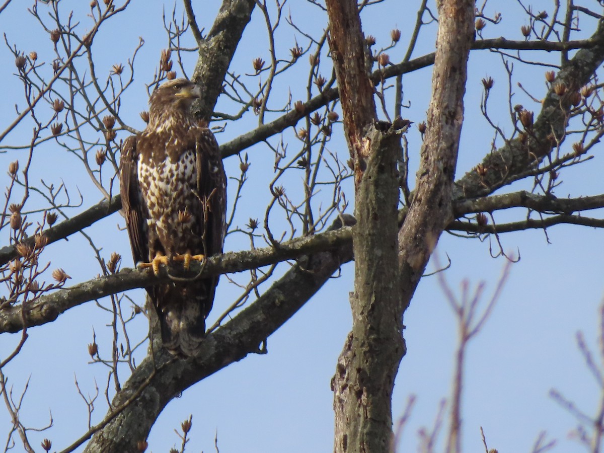 ハクトウワシ - ML647078162