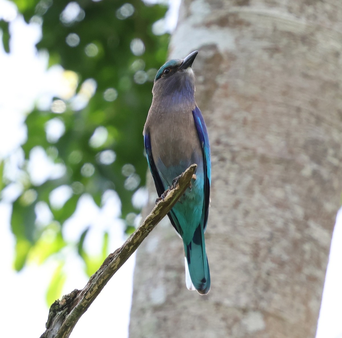 インドシナブッポウソウ - ML647078163