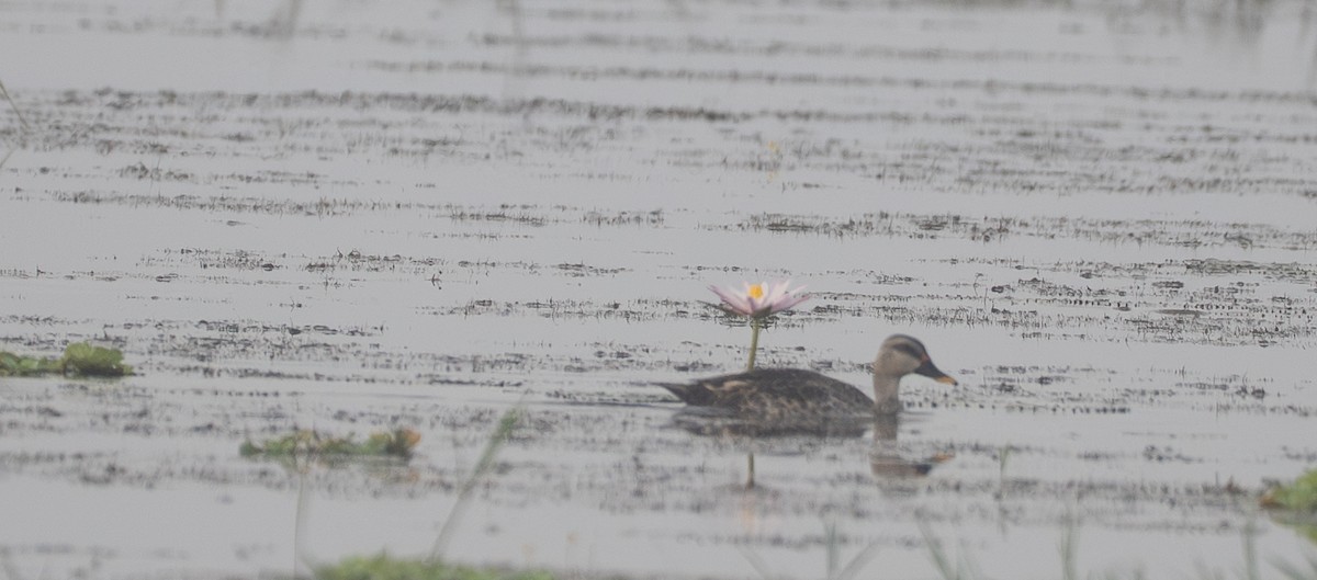 アカボシカルガモ - ML647078164