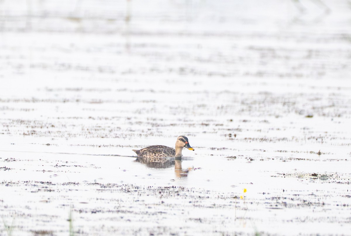 アカボシカルガモ - ML647078165