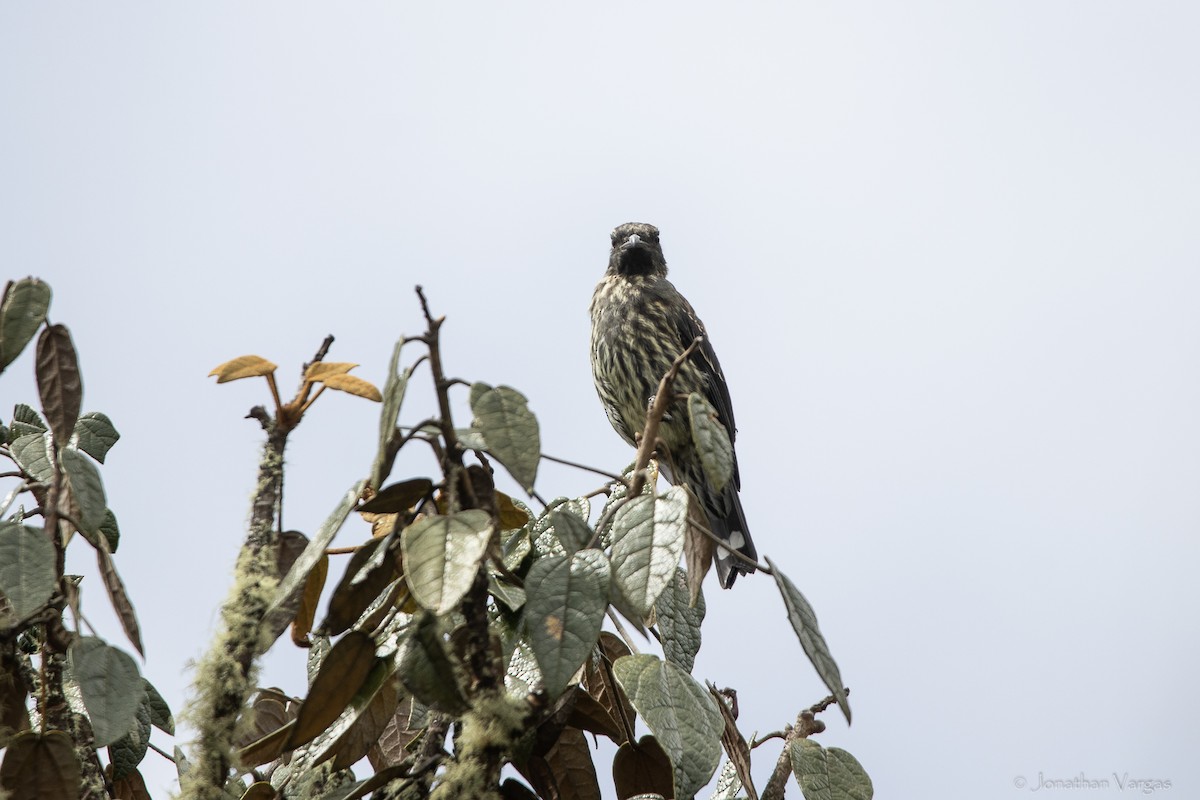 アカカンムリカザリドリ - ML647078166