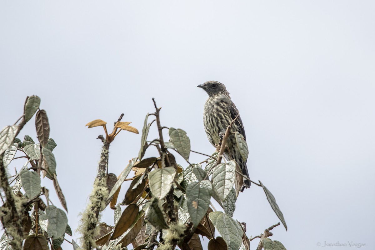 アカカンムリカザリドリ - ML647078167