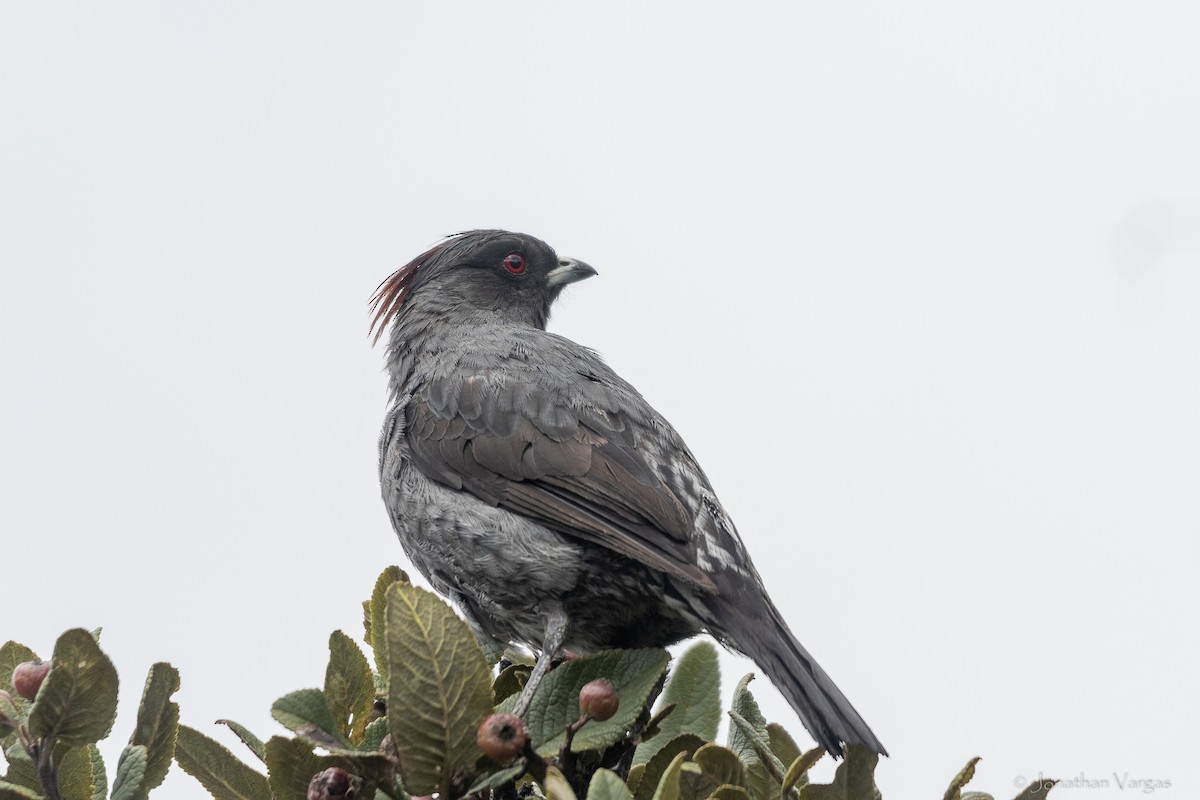 アカカンムリカザリドリ - ML647078168