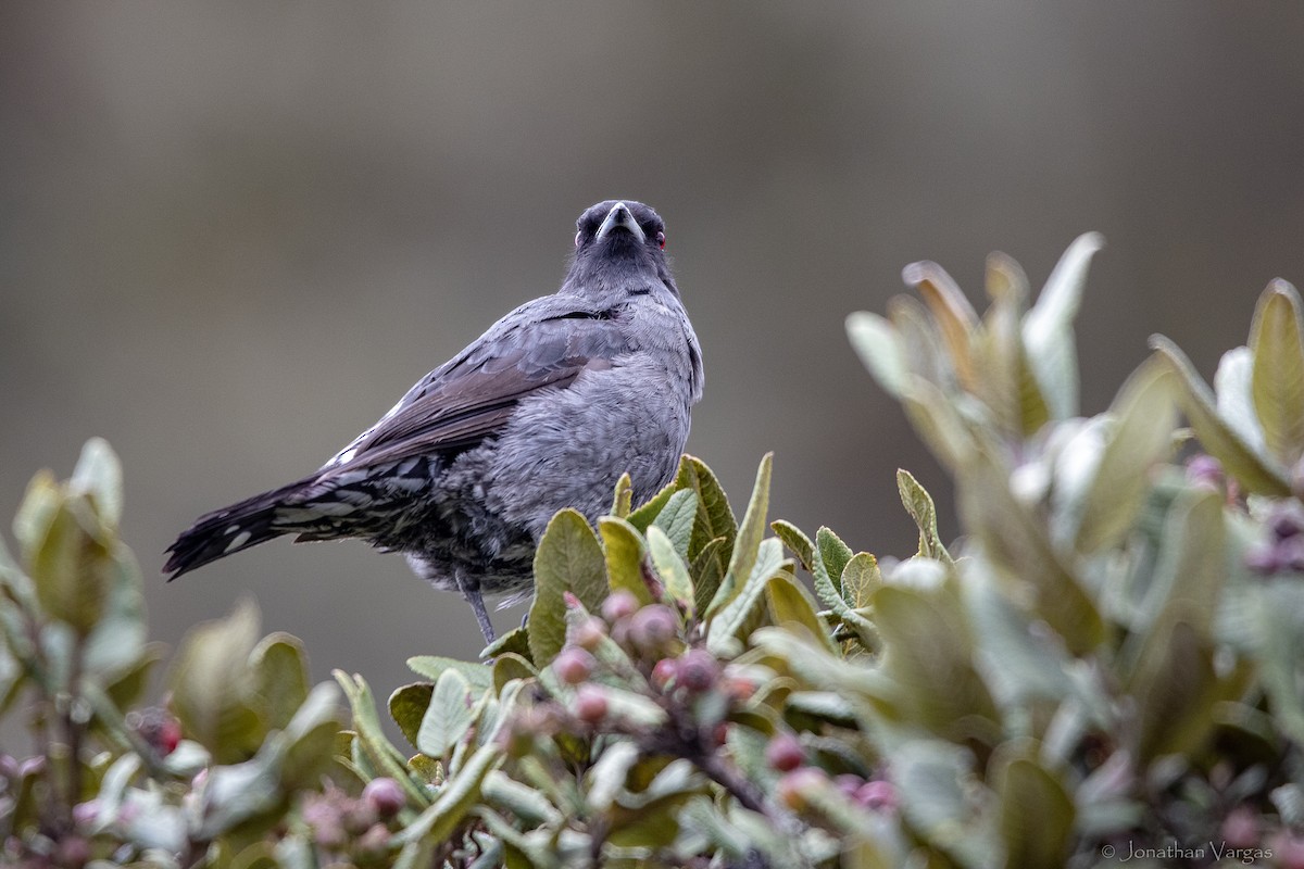 アカカンムリカザリドリ - ML647078169