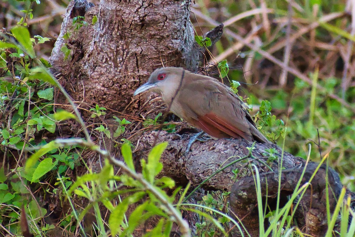 オオトゲカッコウ - ML647078170