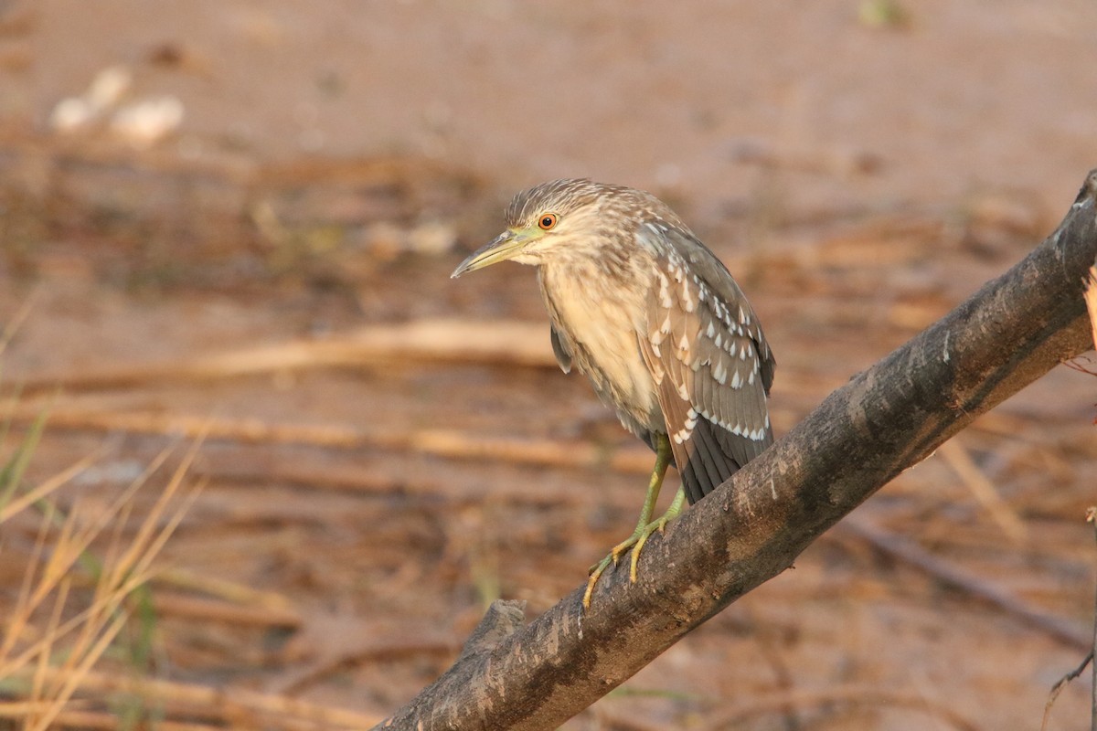 ゴイサギ - ML647078171