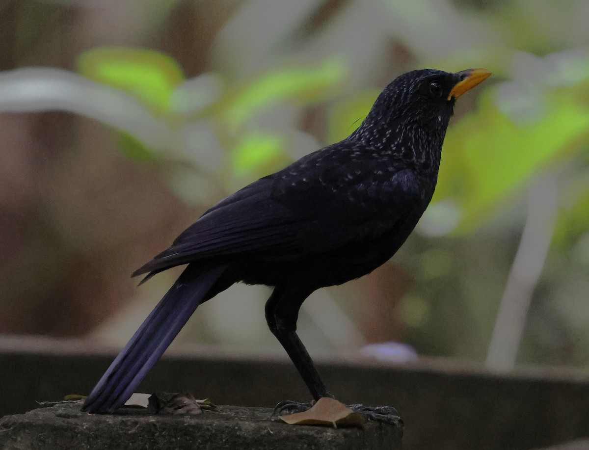 オオルリチョウ - ML647078173