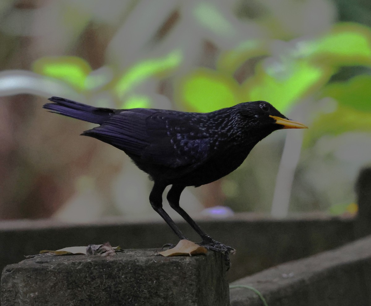 オオルリチョウ - ML647078175