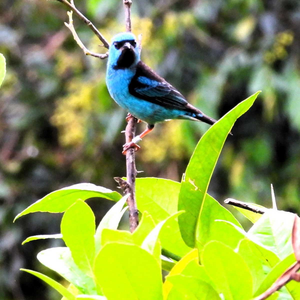 Blue Dacnis - ML647078180