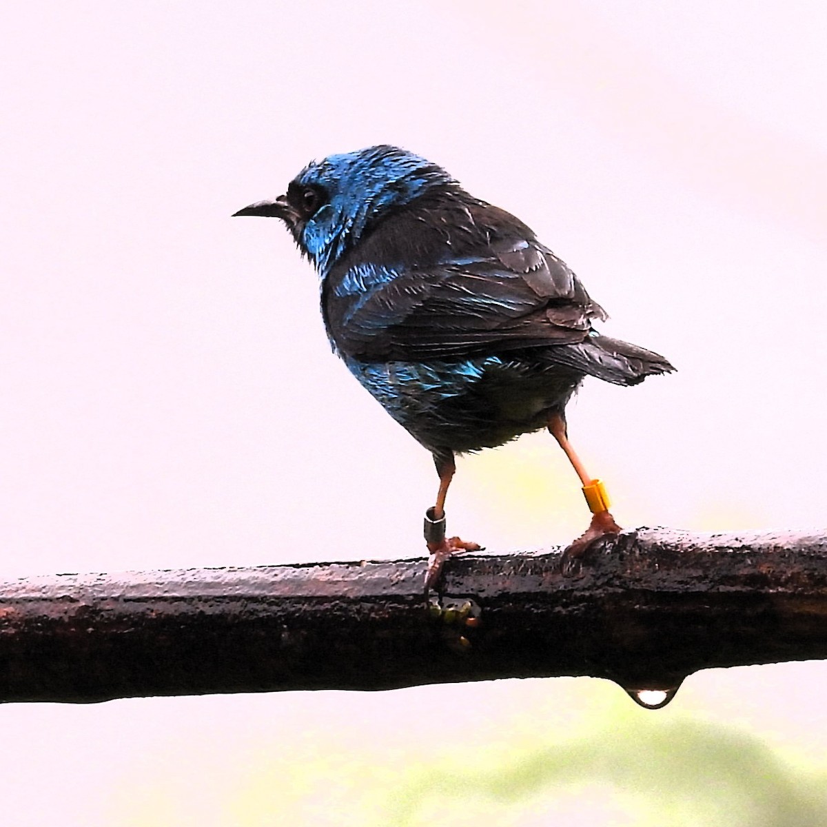 Blue Dacnis - ML647078181