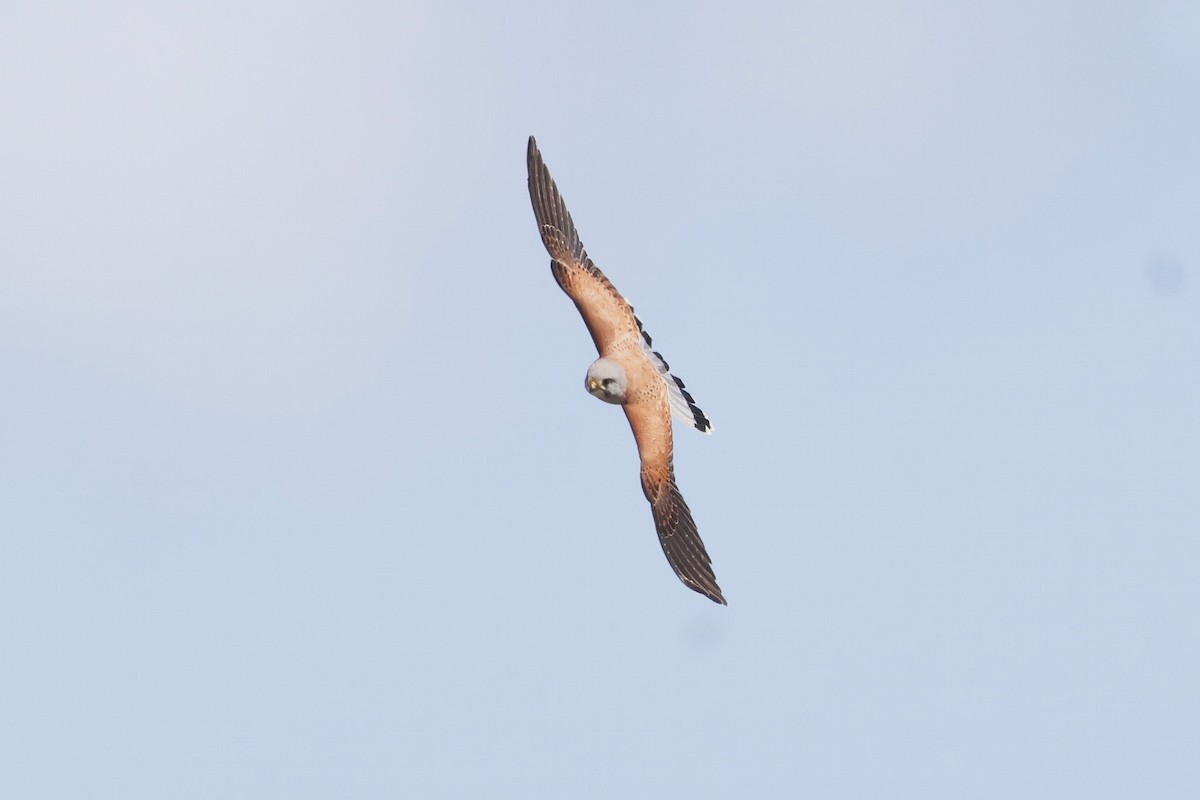 בז מצוי - ML647078205