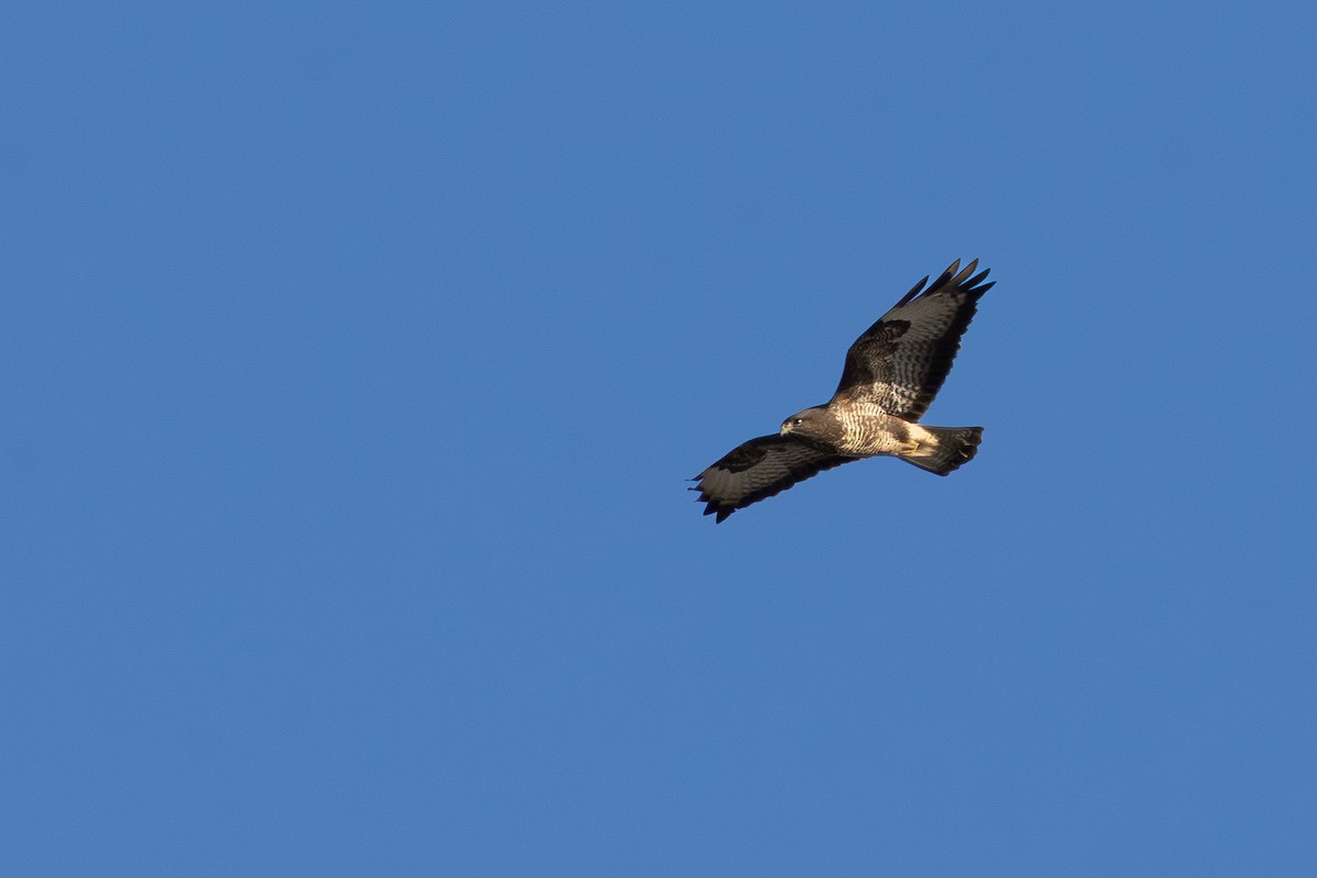 Common Buzzard (Western) - ML647078209