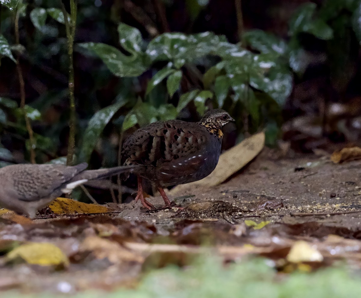 Rufous-throated Partridge - ML647078215