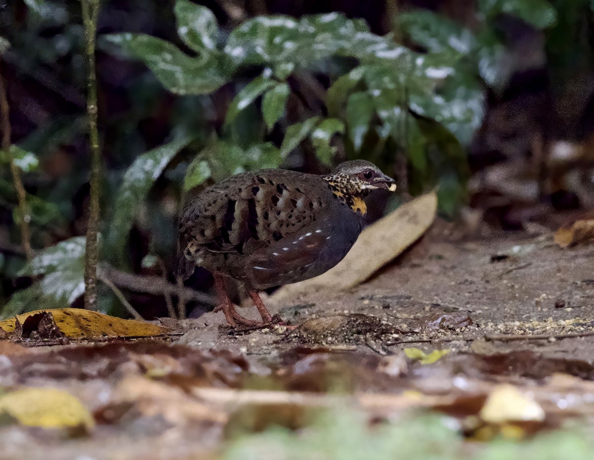 Rufous-throated Partridge - ML647078216