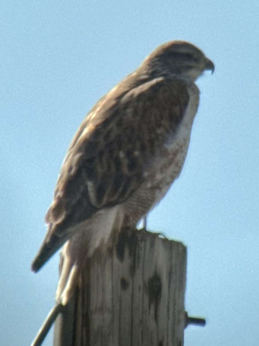 kongevåk - ML647078225