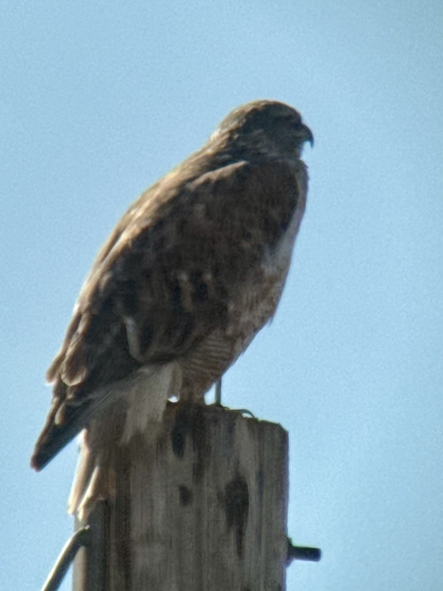 kongevåk - ML647078226