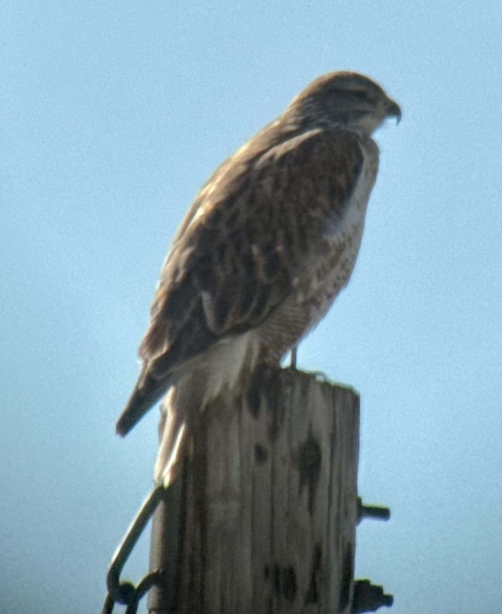 kongevåk - ML647078227