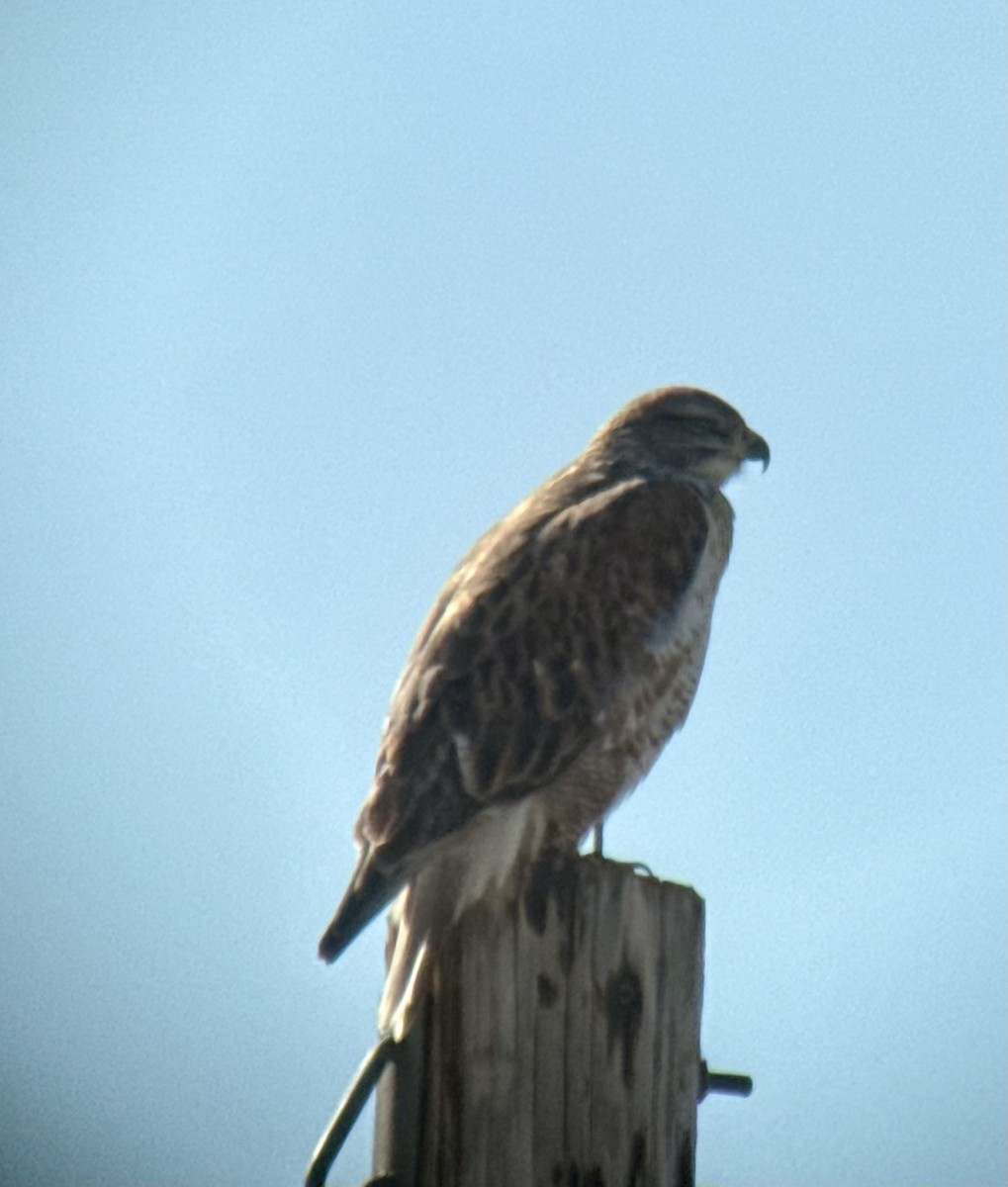 kongevåk - ML647078228