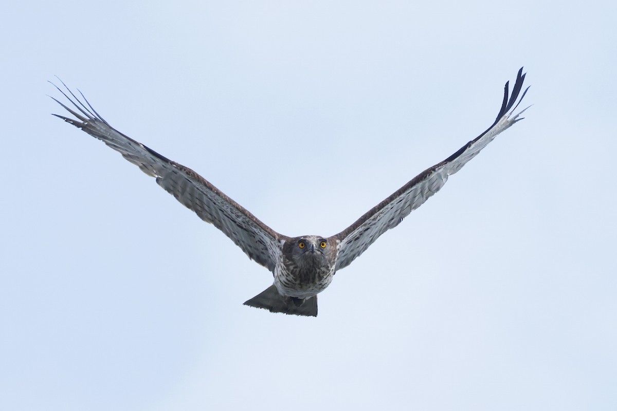Short-toed Snake-Eagle - ML647078238