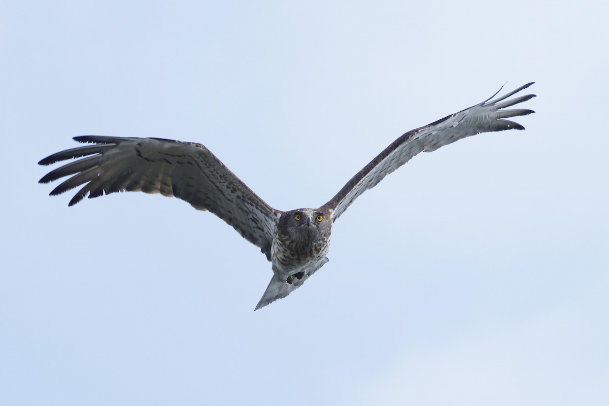 Short-toed Snake-Eagle - ML647078240