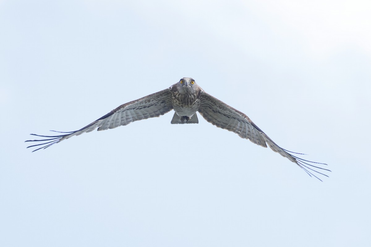 Short-toed Snake-Eagle - ML647078241