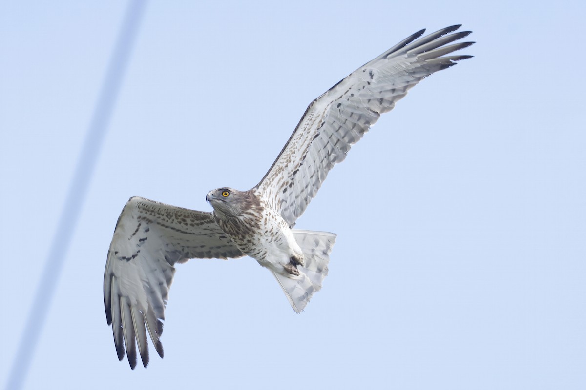 Short-toed Snake-Eagle - ML647078242
