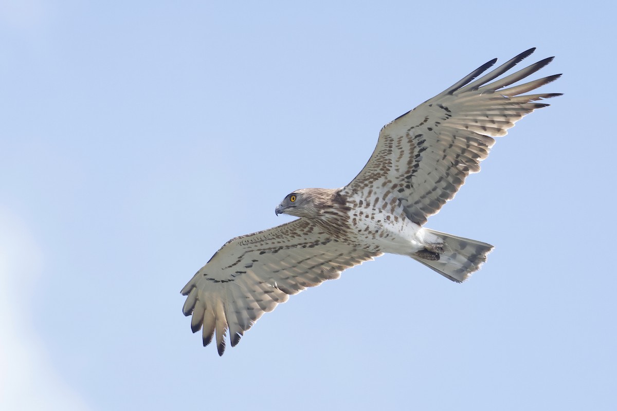 Short-toed Snake-Eagle - ML647078244