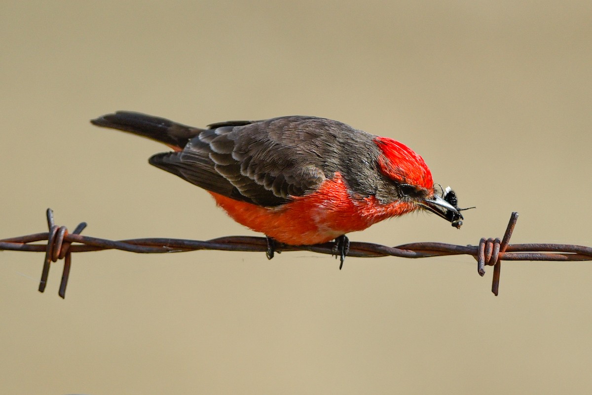Vermilion Flycatcher - ML647078245