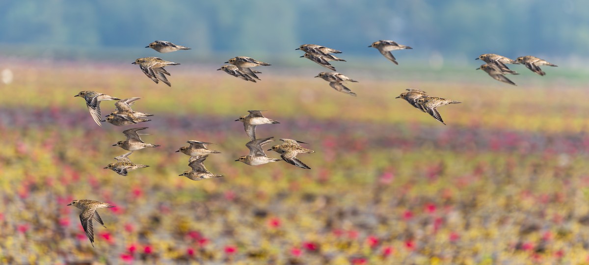 Küçük Altın Yağmurcun - ML647078246