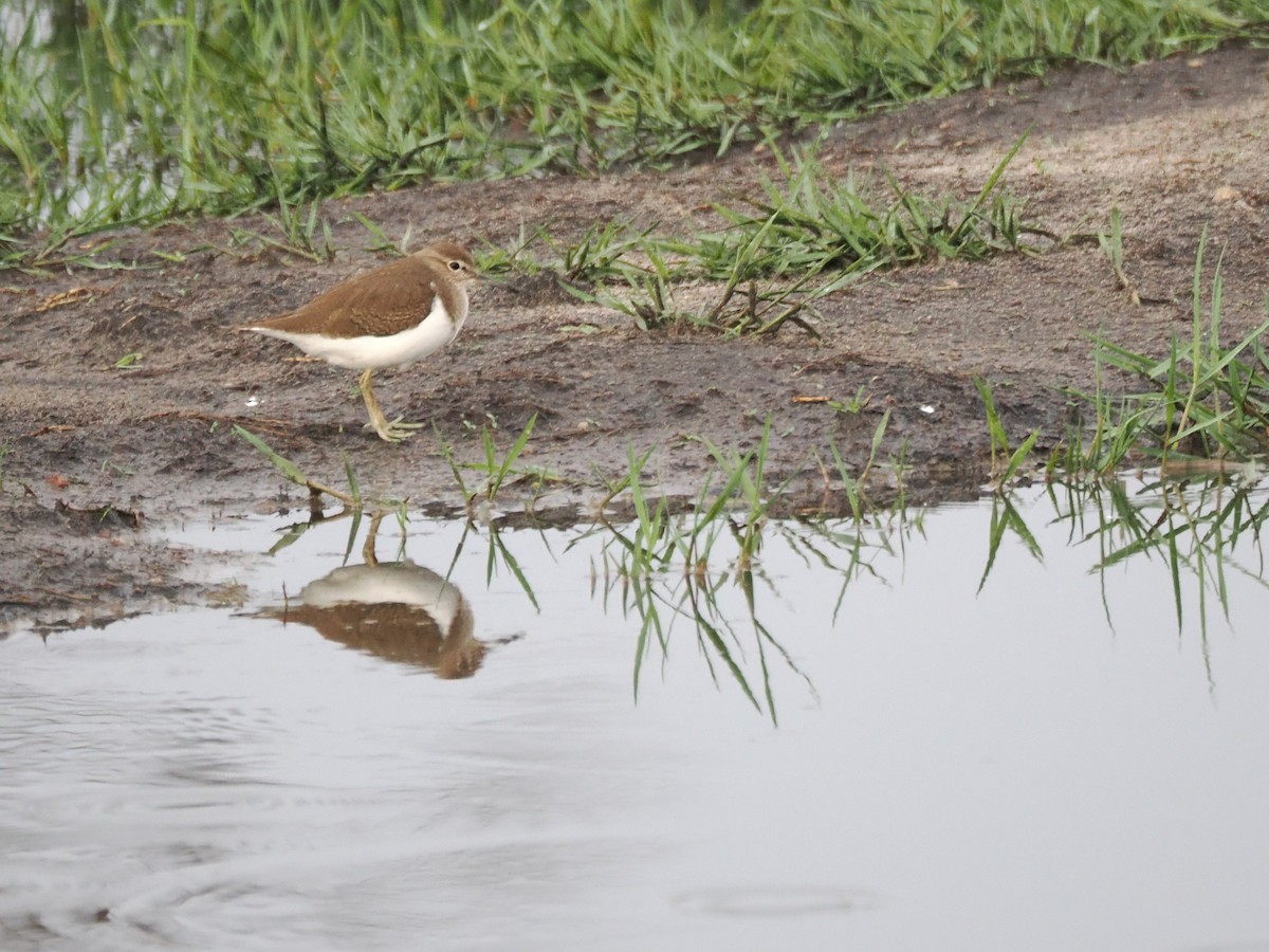 Common Sandpiper - ML647078253