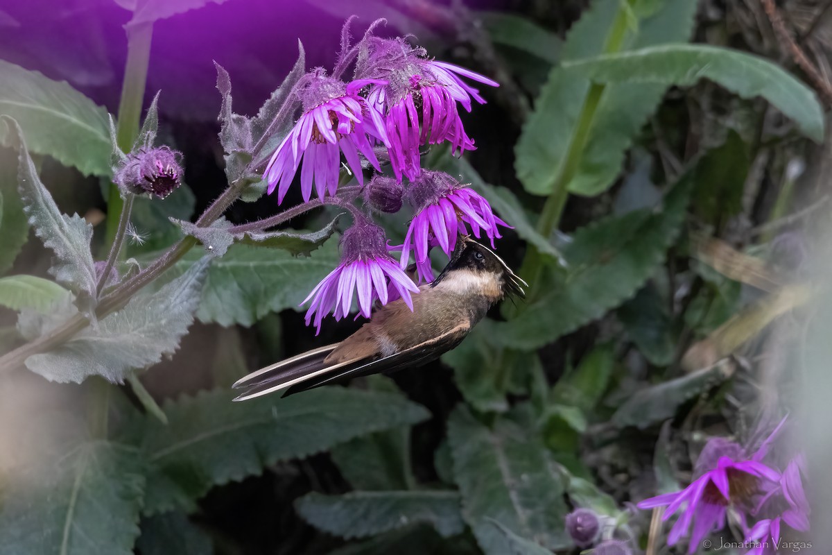 Buffy Helmetcrest - ML647078258