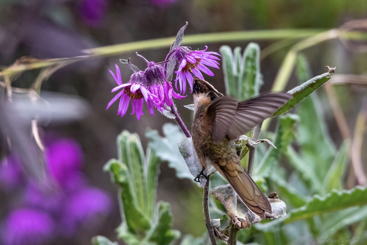 Buffy Helmetcrest - ML647078260