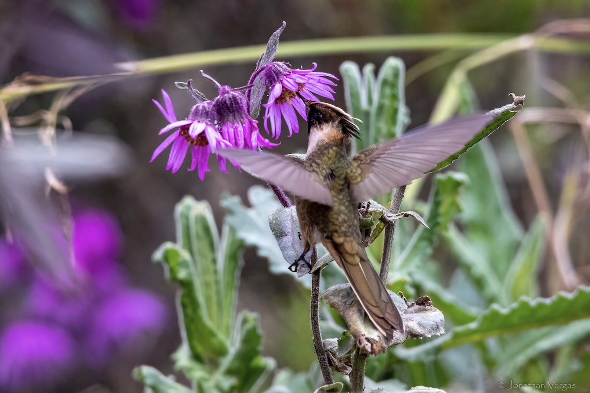 Buffy Helmetcrest - ML647078261