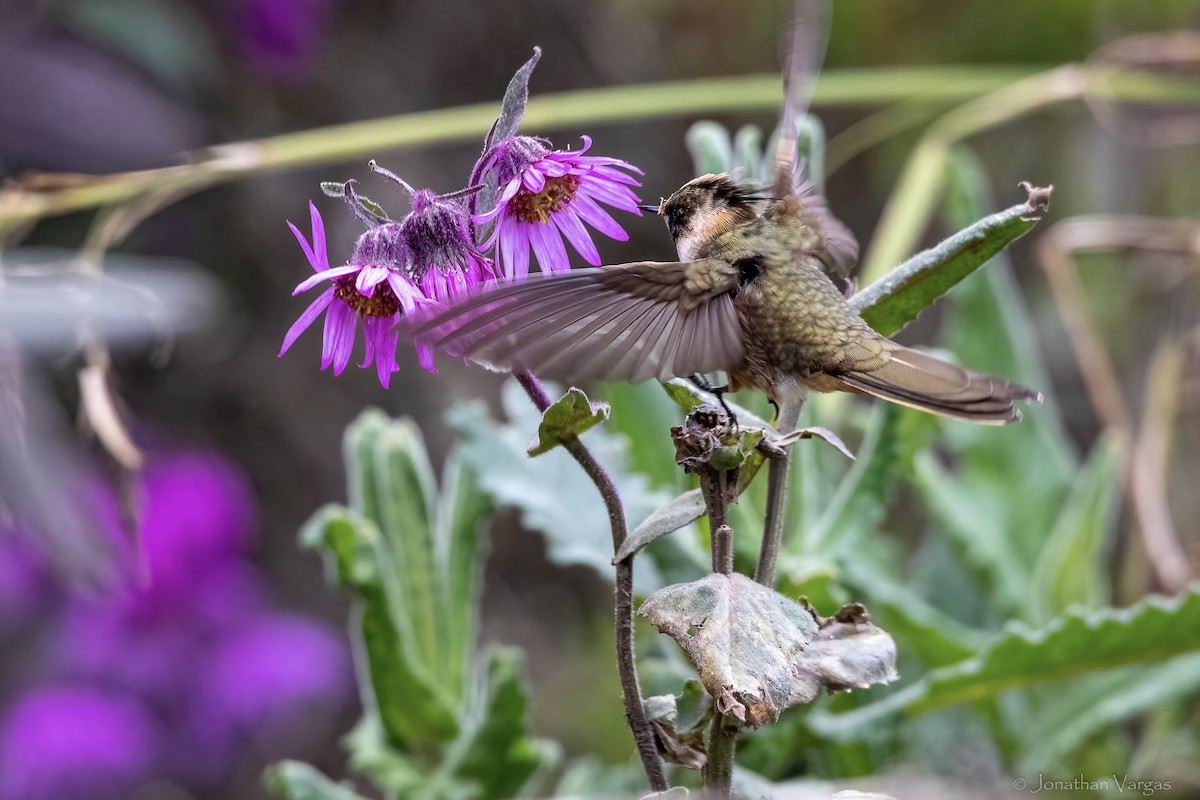Buffy Helmetcrest - ML647078262