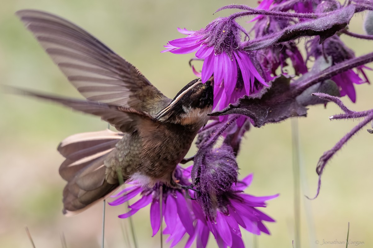 Buffy Helmetcrest - ML647078263