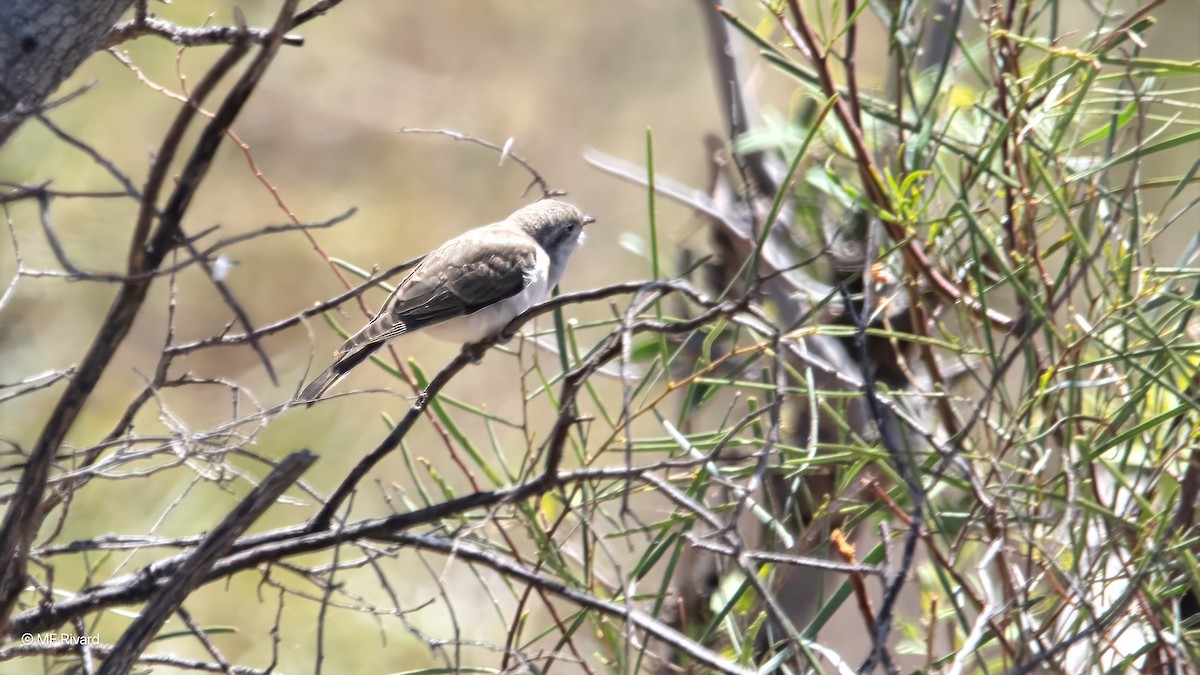 Black-eared Cuckoo - ML647078268