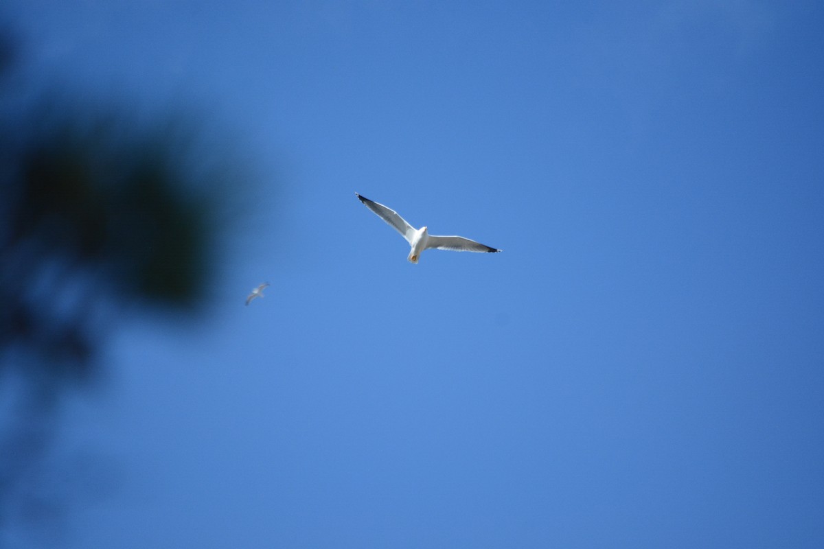 キアシセグロカモメ - ML647078310